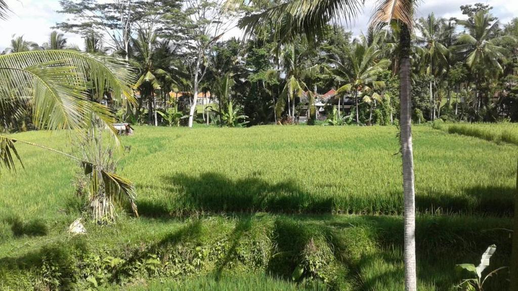 Kishi-Kishi Ubud Villas Exterior photo